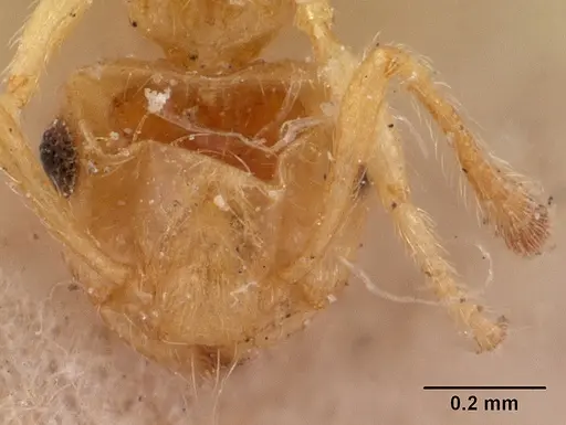 Crematogaster madecassa - CASENT0102053