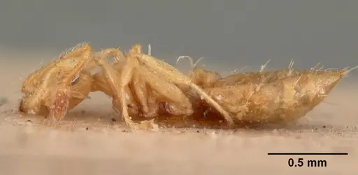 Crematogaster madecassa - CASENT0102053