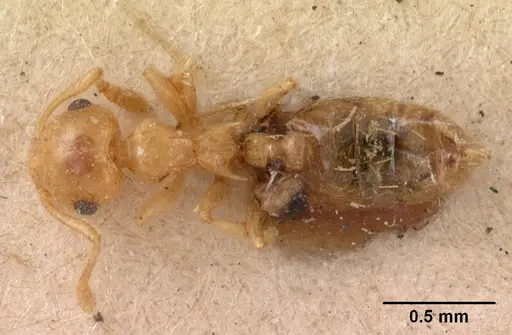 Crematogaster madecassa - CASENT0102054