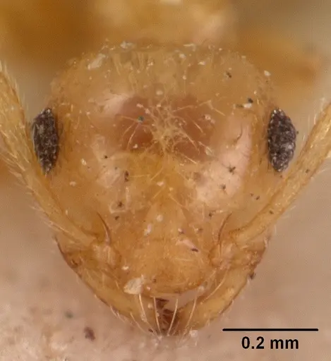 Crematogaster madecassa - CASENT0102054