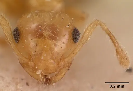 Crematogaster madecassa - CASENT0102054