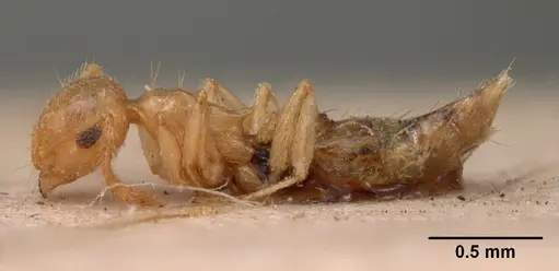 Crematogaster madecassa - CASENT0102054