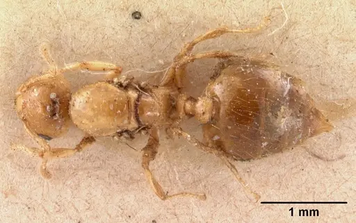 Crematogaster madecassa - CASENT0102137