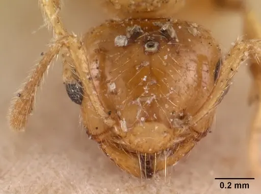 Crematogaster madecassa - CASENT0102137