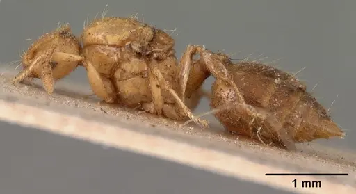 Crematogaster madecassa - CASENT0102137