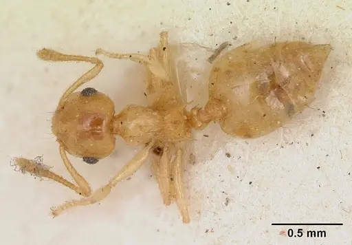 Crematogaster madecassa - CASENT0173211