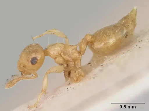 Crematogaster madecassa - CASENT0173211