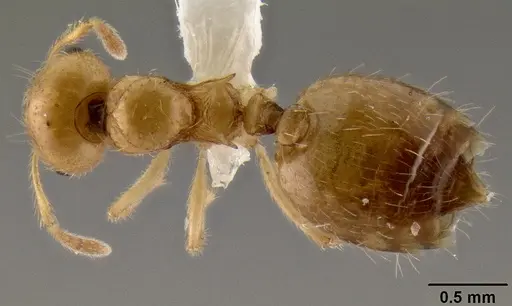 Crematogaster madecassa - CASENT0436247