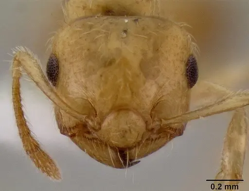 Crematogaster madecassa - CASENT0436247