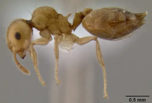 Crematogaster madecassa - CASENT0436247