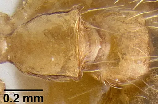 Crematogaster madecassa - CASENT0436253