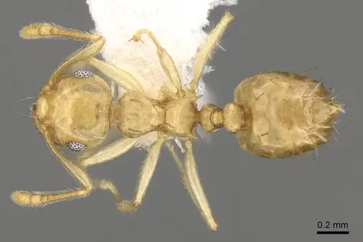Crematogaster madecassa - CASENT0914538