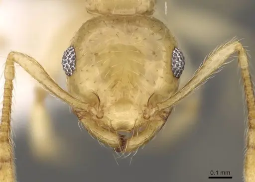 Crematogaster madecassa - CASENT0914538