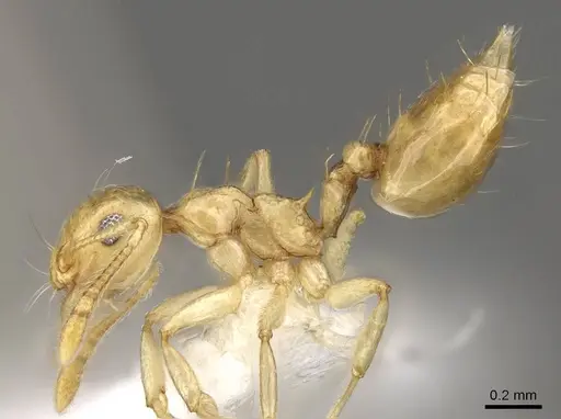 Crematogaster madecassa - CASENT0914538