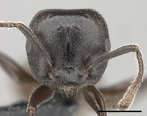 Crematogaster mafybe specimen