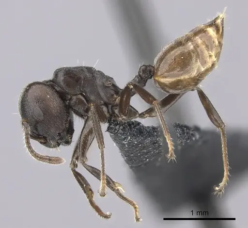 Crematogaster mafybe specimen