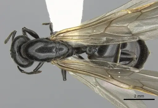 Crematogaster mafybe - CASENT0193464