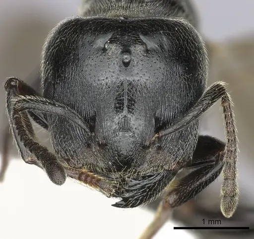 Crematogaster mafybe - CASENT0193464