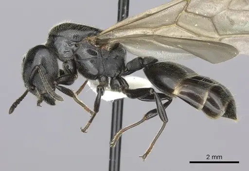 Crematogaster mafybe - CASENT0193464