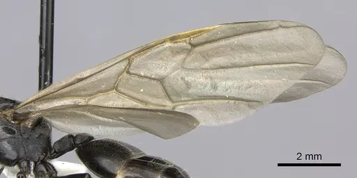 Crematogaster mafybe - CASENT0193464