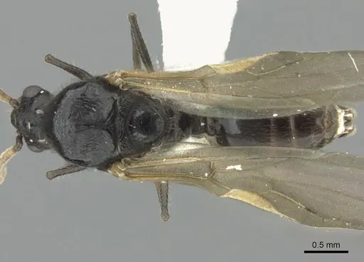 Crematogaster mafybe - CASENT0193465