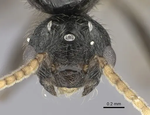 Crematogaster mafybe - CASENT0193465