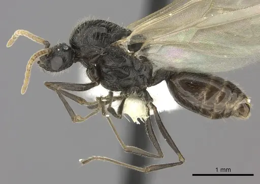 Crematogaster mafybe - CASENT0193465