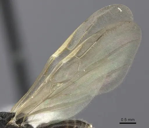 Crematogaster mafybe - CASENT0193465