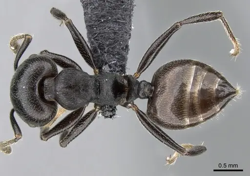 Crematogaster mafybe - CASENT0317762