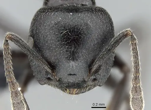Crematogaster mafybe - CASENT0317762
