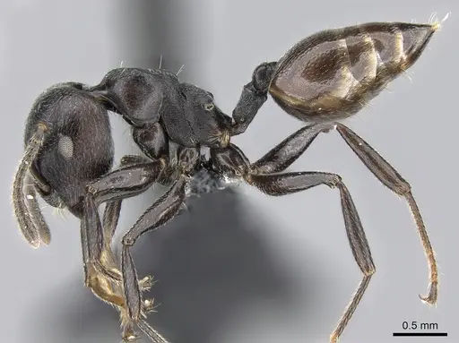Crematogaster mafybe - CASENT0317762
