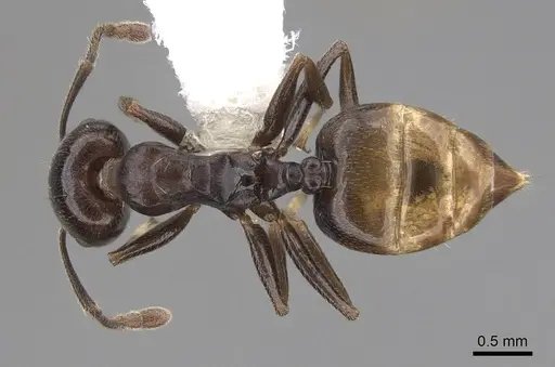 Crematogaster mafybe - CASENT0922643