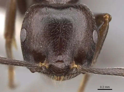 Crematogaster mafybe - CASENT0922643