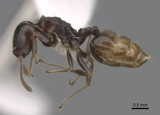 Crematogaster mafybe - CASENT0922643