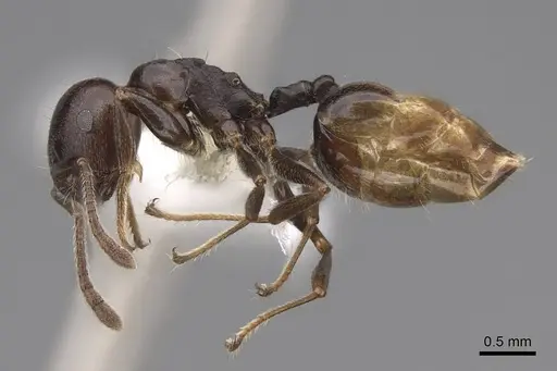 Crematogaster mafybe - CASENT0922643