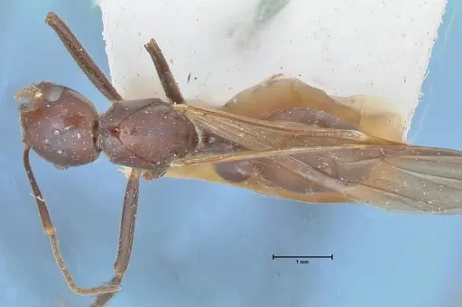 Crematogaster magitae specimen