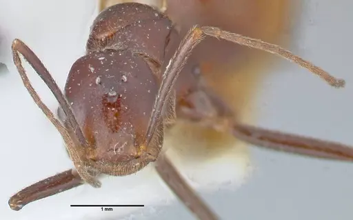 Crematogaster magitae specimen