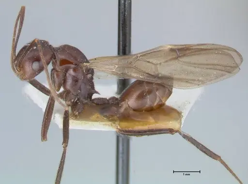 Crematogaster magitae specimen