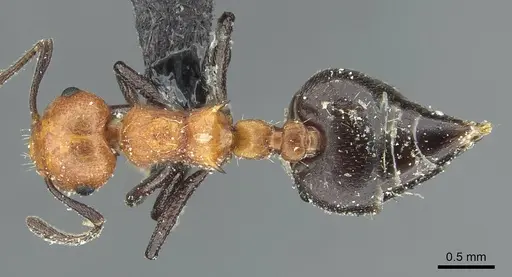 Crematogaster magnifica specimen