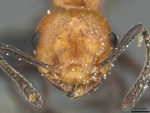Crematogaster magnifica specimen