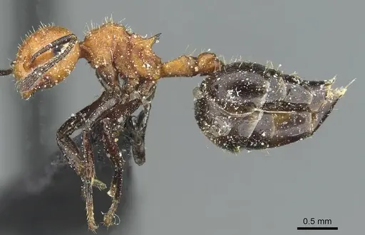 Crematogaster magnifica specimen