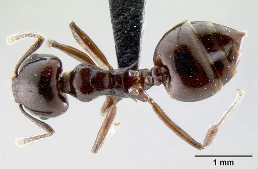 Crematogaster mahery specimen