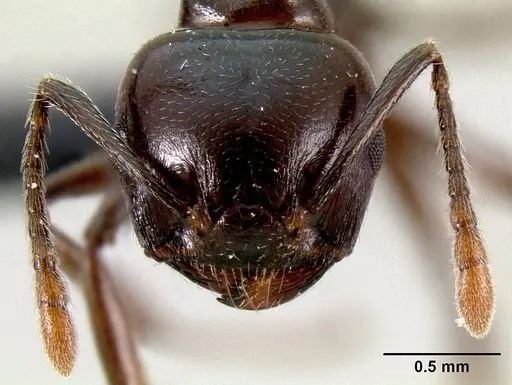 Crematogaster mahery specimen