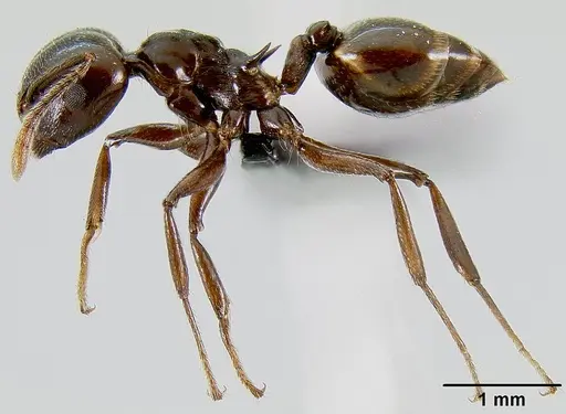 Crematogaster mahery specimen