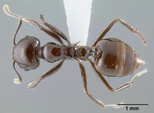 Crematogaster mahery - CASENT0127522