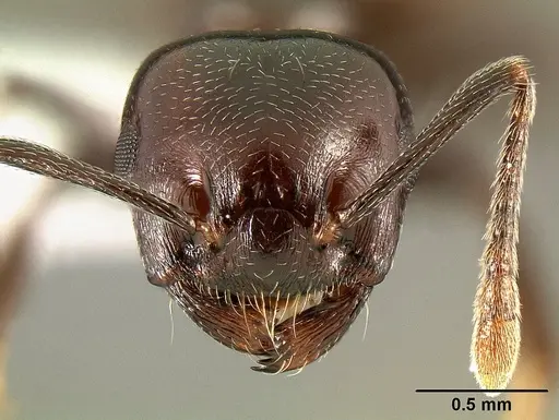 Crematogaster mahery - CASENT0127522