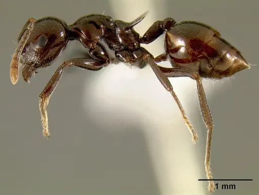 Crematogaster mahery - CASENT0127522