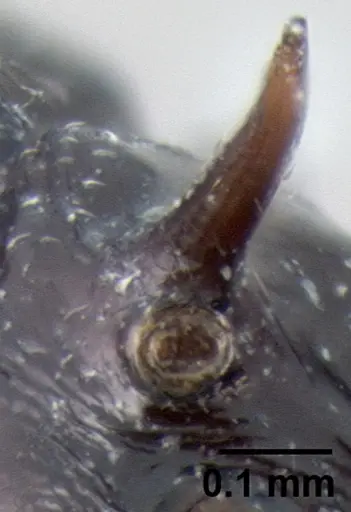 Crematogaster mahery - CASENT0193469