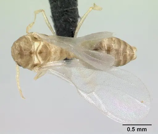 Crematogaster maina specimen
