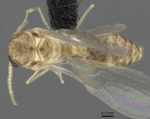 Crematogaster maina specimen